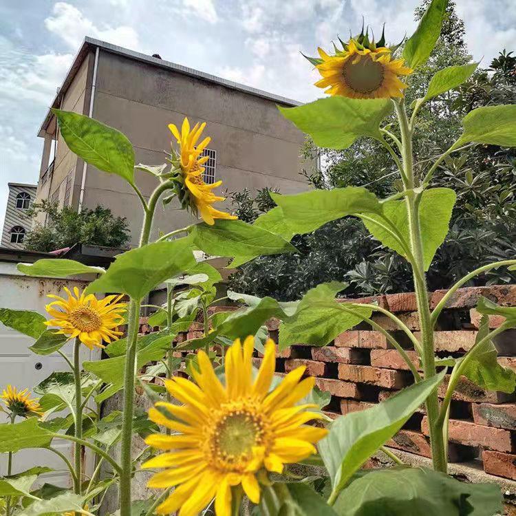 Tall Sunflowers by Height-Plantjoyfarm-Sunflower Seeds,best selling