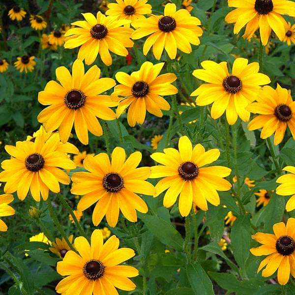 50 pcs Sunflower Miniature - Desi Flower Seeds-Plantjoyfarm-Sunflower Seeds,Yellow Flower Seeds,best selling