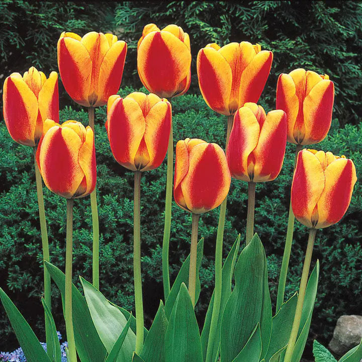 Bonsai Rare Color Tulip Seeds #17-Plantjoyfarm-Flower Seeds,Garden Seeds,tulip,best selling
