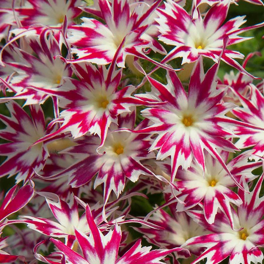 Rose With Eye Phlox Seeds-Plantjoyfarm-Garden Seeds,best selling