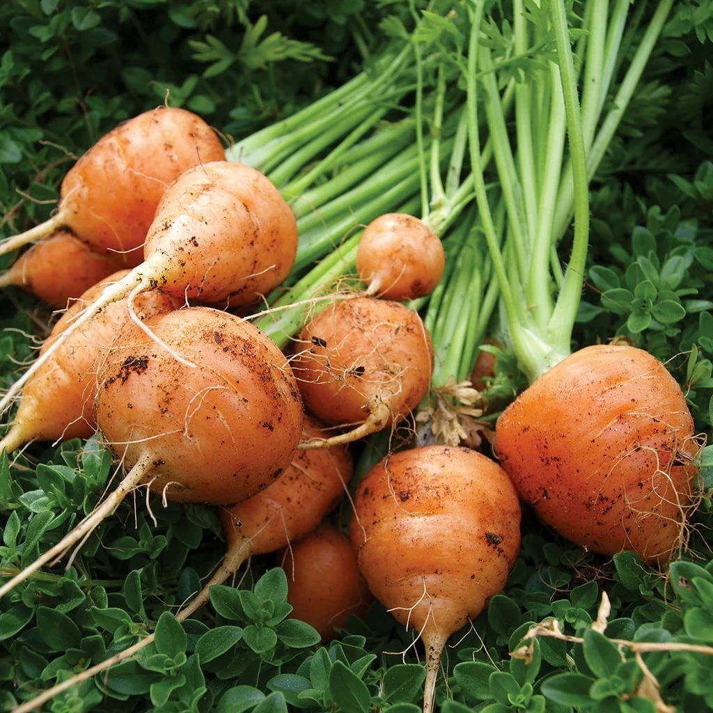 🥕 Parisian Carrot Seeds - Mini Carrots, Big Flavors!