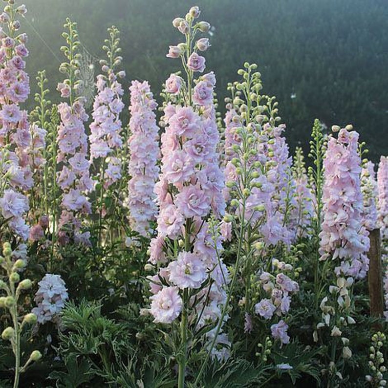 50+ seed Unique, Baby pink blooms Larkspur Seed-Plantjoyfarm-Garden Seeds,best selling