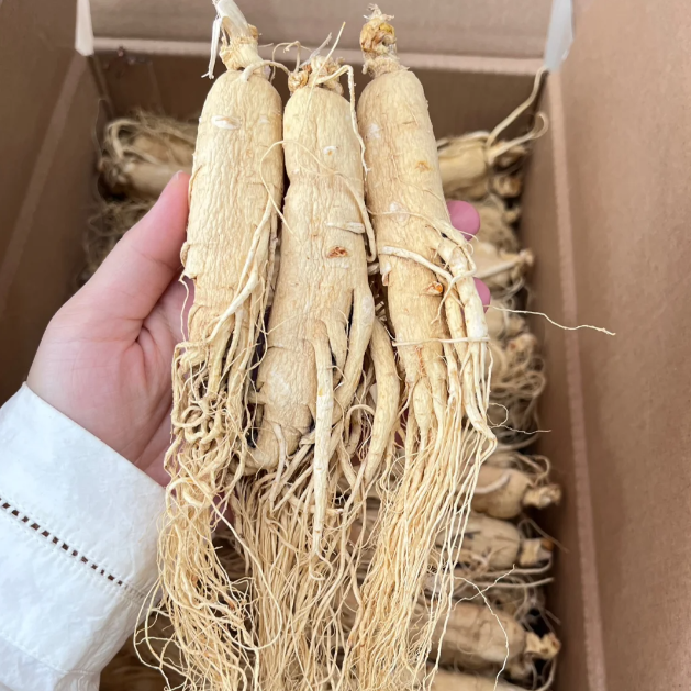 Precious Ginseng Seeds  Herbaceous Perennial-Plantjoyfarm-best selling,Vegetable Seeds