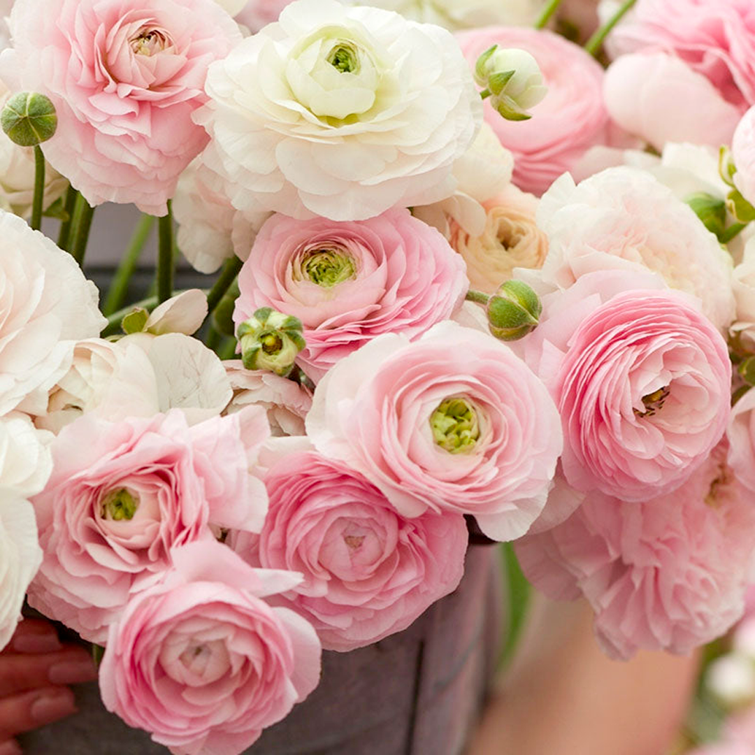 Ranunculus Seeds-Plantjoyfarm-Flower Seeds,flower bulb
