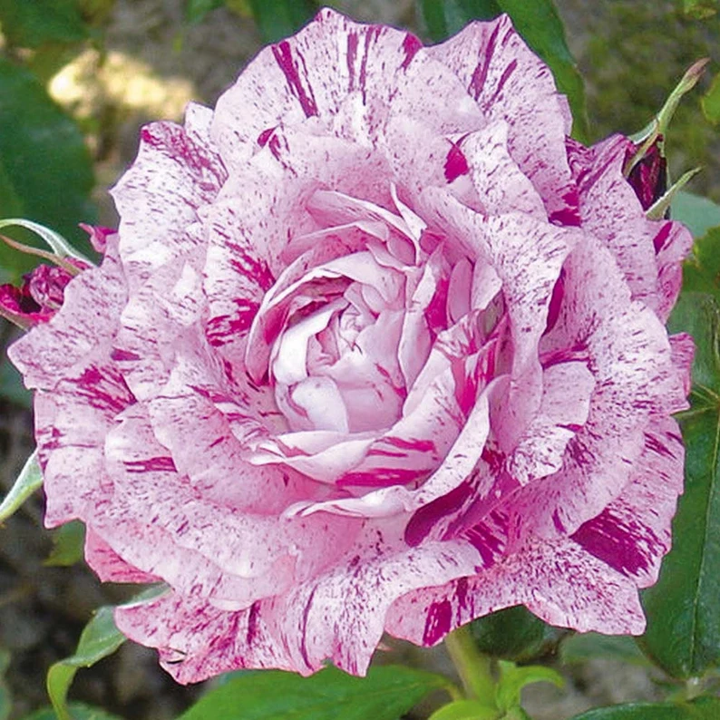 Fuksia white roses seeds-Plantjoyfarm-Flowers Seeds,Garden Seeds,Rose seeds,best selling
