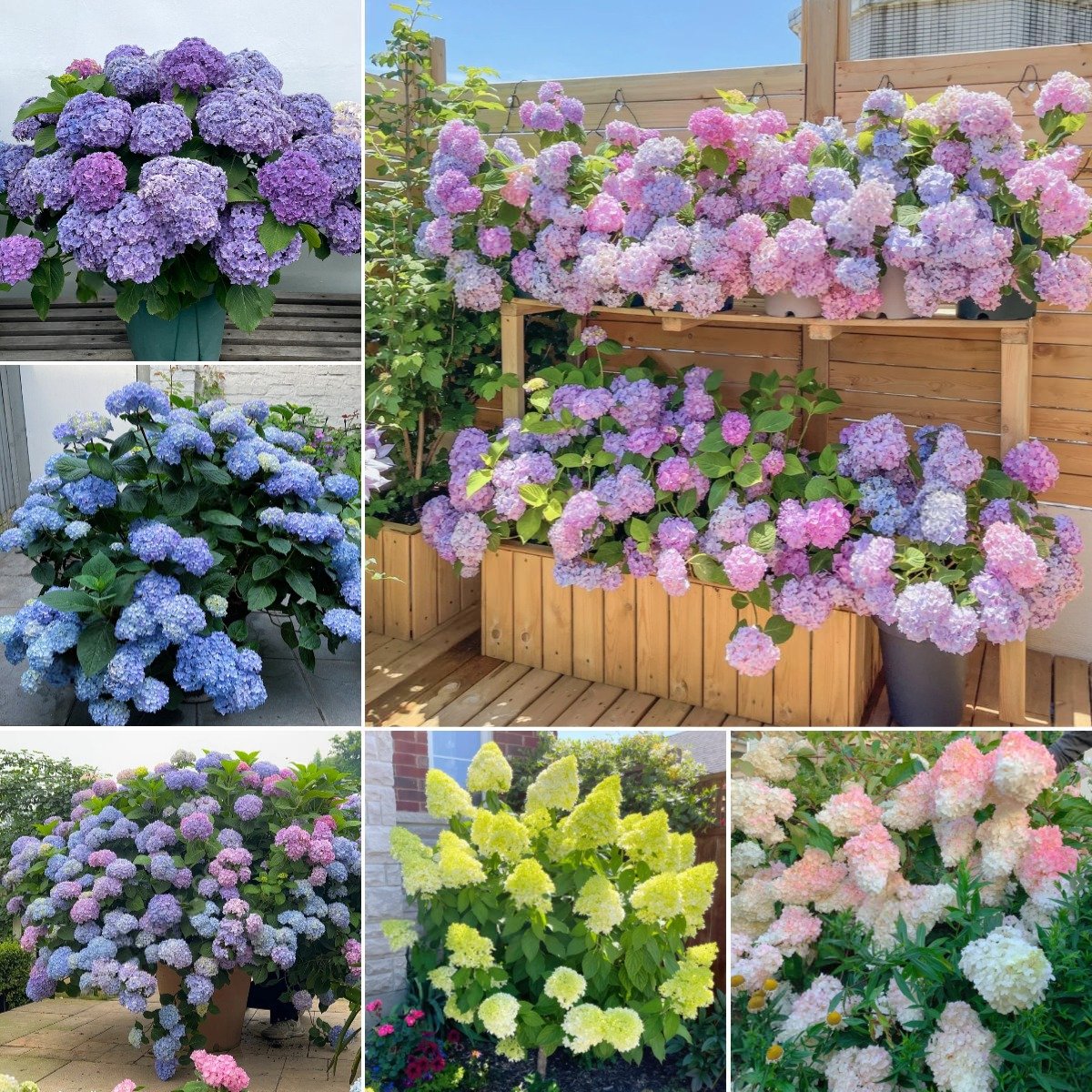 🔥Last Day 49%OFF - Colorful Giant Hydrangea Seeds-Perennial Flower Seeds