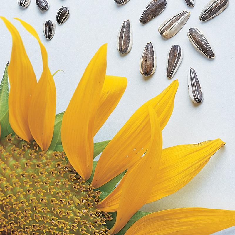 Sunflower, Super Snack Mix Hybrid-Plantjoyfarm-Sunflower Seeds,best selling