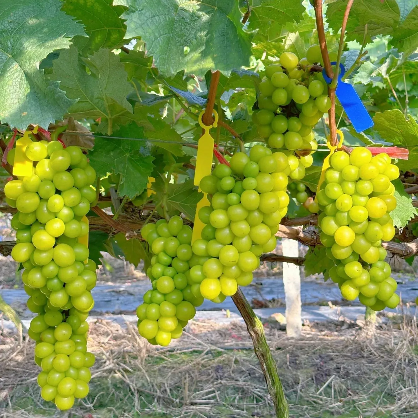 Shine Muscat Tree Seeds-Sunshine Rose Grapes(🪴Can be potted)-Plantjoyfarm-