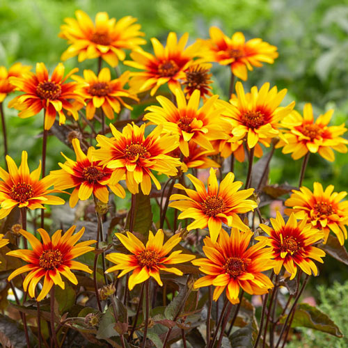 Burning Hearts False Sunflower-Plantjoyfarm-Sunflower Seeds,best selling