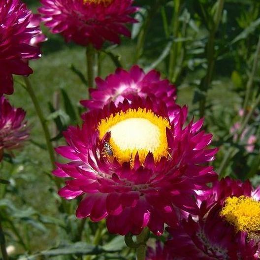 STRAWFLOWER SEEDS - PURPLE RED-Plantjoyfarm-Garden Seeds,best selling