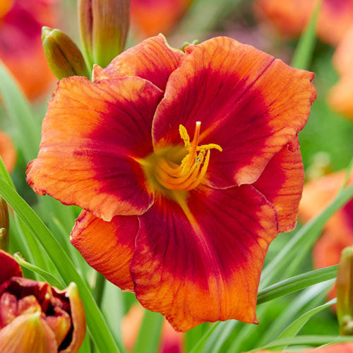 Frank Smith Reblooming Daylily-Plantjoyfarm-Daylily,Flower Seeds,Garden Seeds,best selling