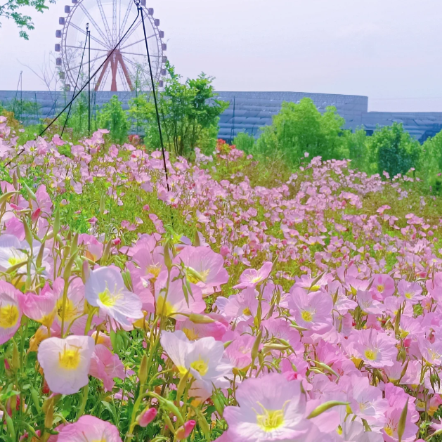 🌺Evening Primrose—Sea Of Pink Flowers-Plantjoyfarm-best selling,Garden Seeds