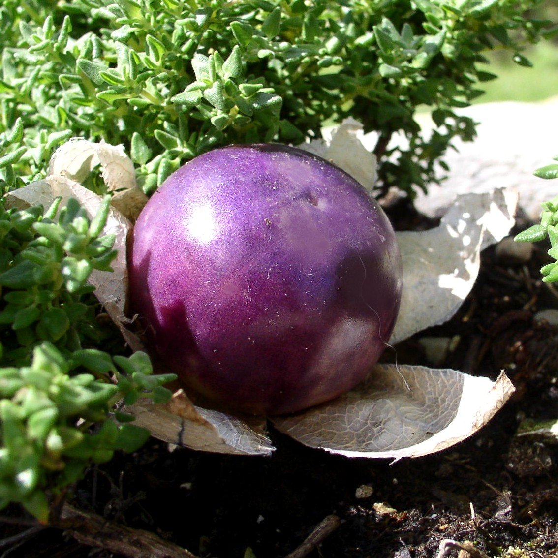 Purple Tomatillo Seeds - Non GMO-Plantjoyfarm-Fruit Seeds,Garden Seeds,best selling