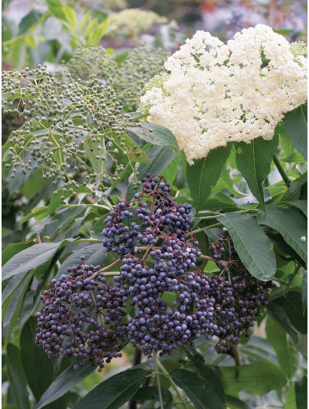Elderberry, Collection-Plantjoyfarm-Fruit Seeds,new
