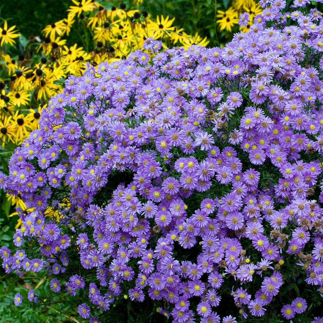 Aster Seeds- Purple Dome-Plantjoyfarm-Flower Seeds