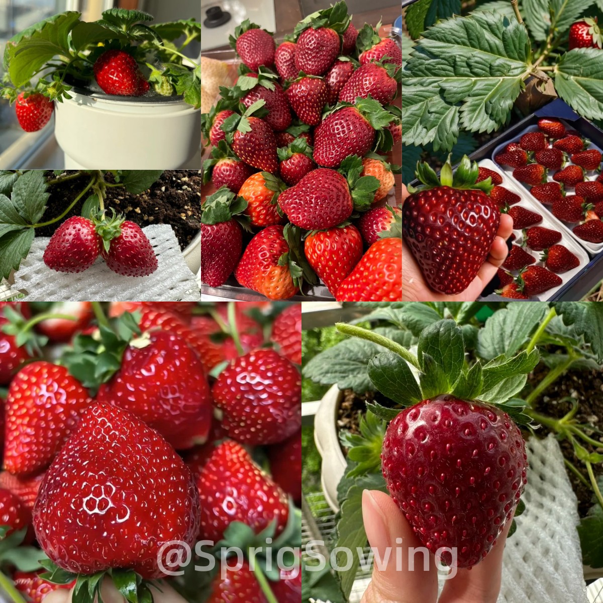 Black Pearl Strawberry Seeds-Plantjoyfarm-