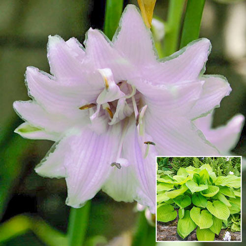 Ki-renjyaku Hosta-Plantjoyfarm-Flower Seeds,Garden Seeds,best selling