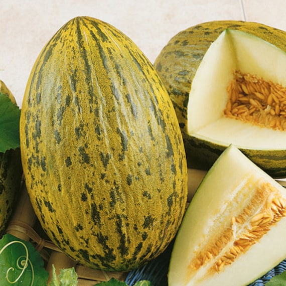 Piel De Sapo Melon-Plantjoyfarm-Fruit Seeds,best selling