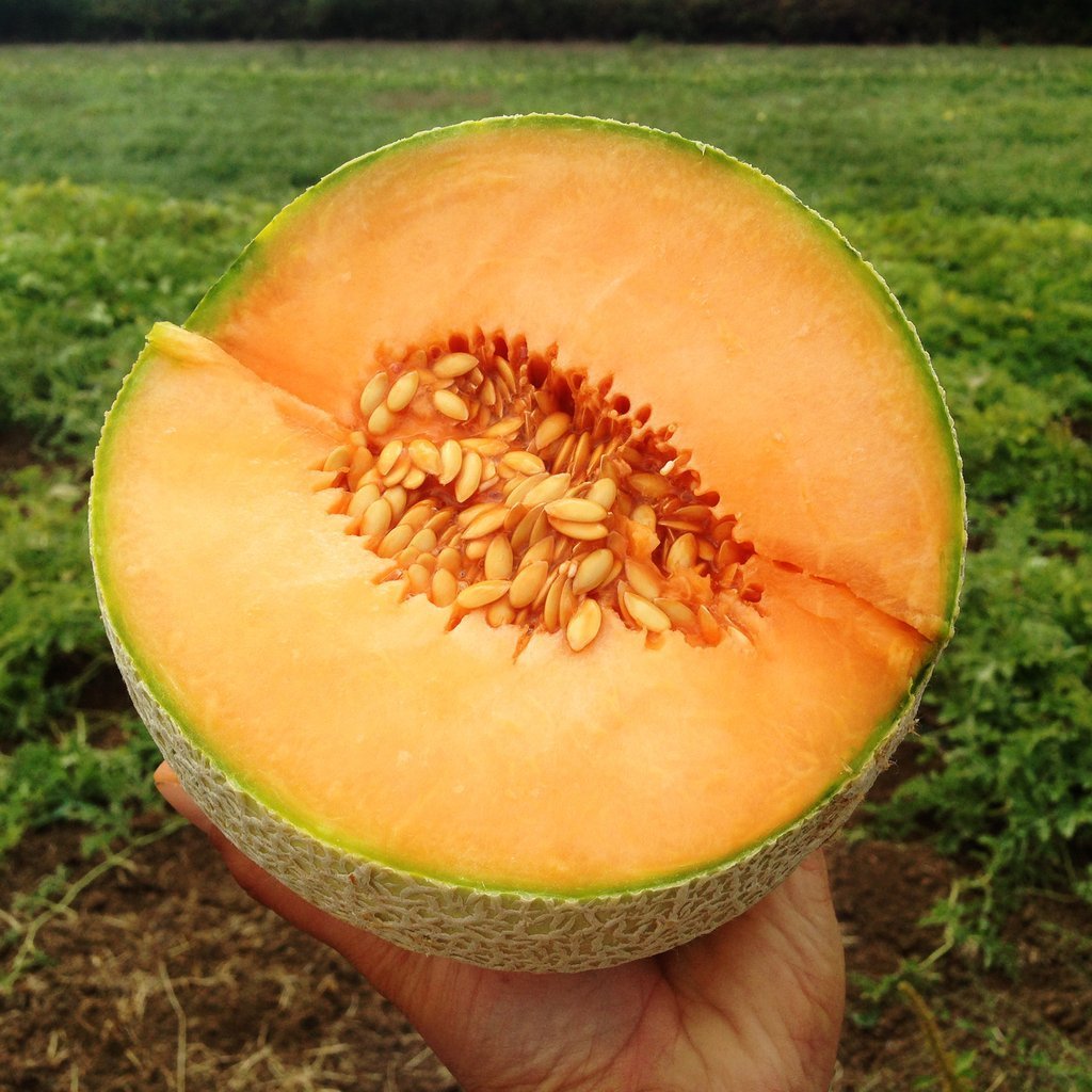 Melon Divergent F1 Organic-Plantjoyfarm-Fruit Seeds