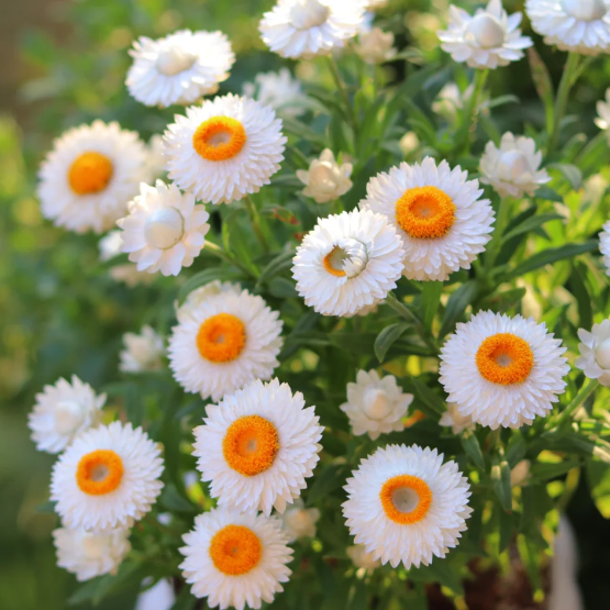 🌻Straw Chrysanthemum-Plantjoyfarm-best selling,Garden Seeds