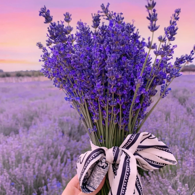 🌿Lavender Seeds Purple Blooming-Plantjoyfarm-best selling,Garden Seeds