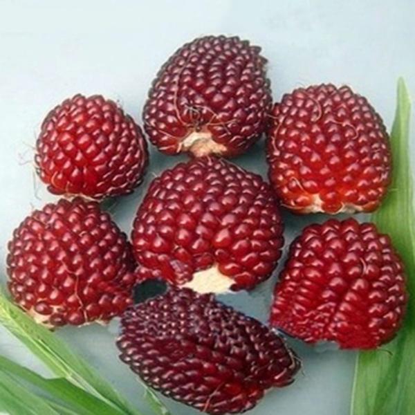 Egrow 50Pcs/Pack Jackfruit Strawberry Seeds Garden Plants Fruit Seeds-Plantjoyfarm-Gardening,home and garden,Seeds,vegetable