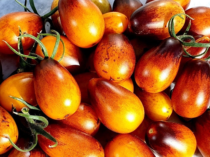 50+ Indigo Pear Drops Tomato Seeds! Heirloom, Open Pollinated, All Natural, Non GMO! Limited Quantity!-Plantjoyfarm-new,vegetable