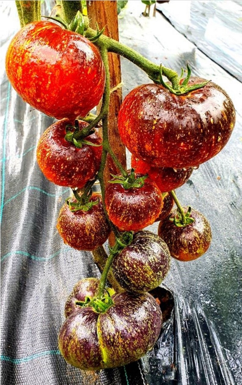 Dark Galaxy Tomato 50 Seeds-Plantjoyfarm-Garden Seeds,new,vegetables