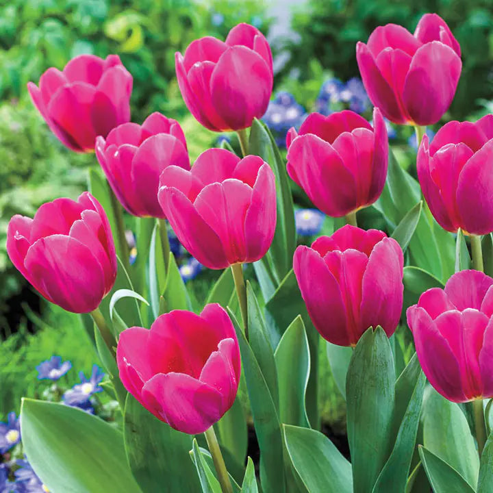 Bonsai Rare Color Tulip Seeds #12-Plantjoyfarm-Flower Seeds,Garden Seeds,tulip,best selling