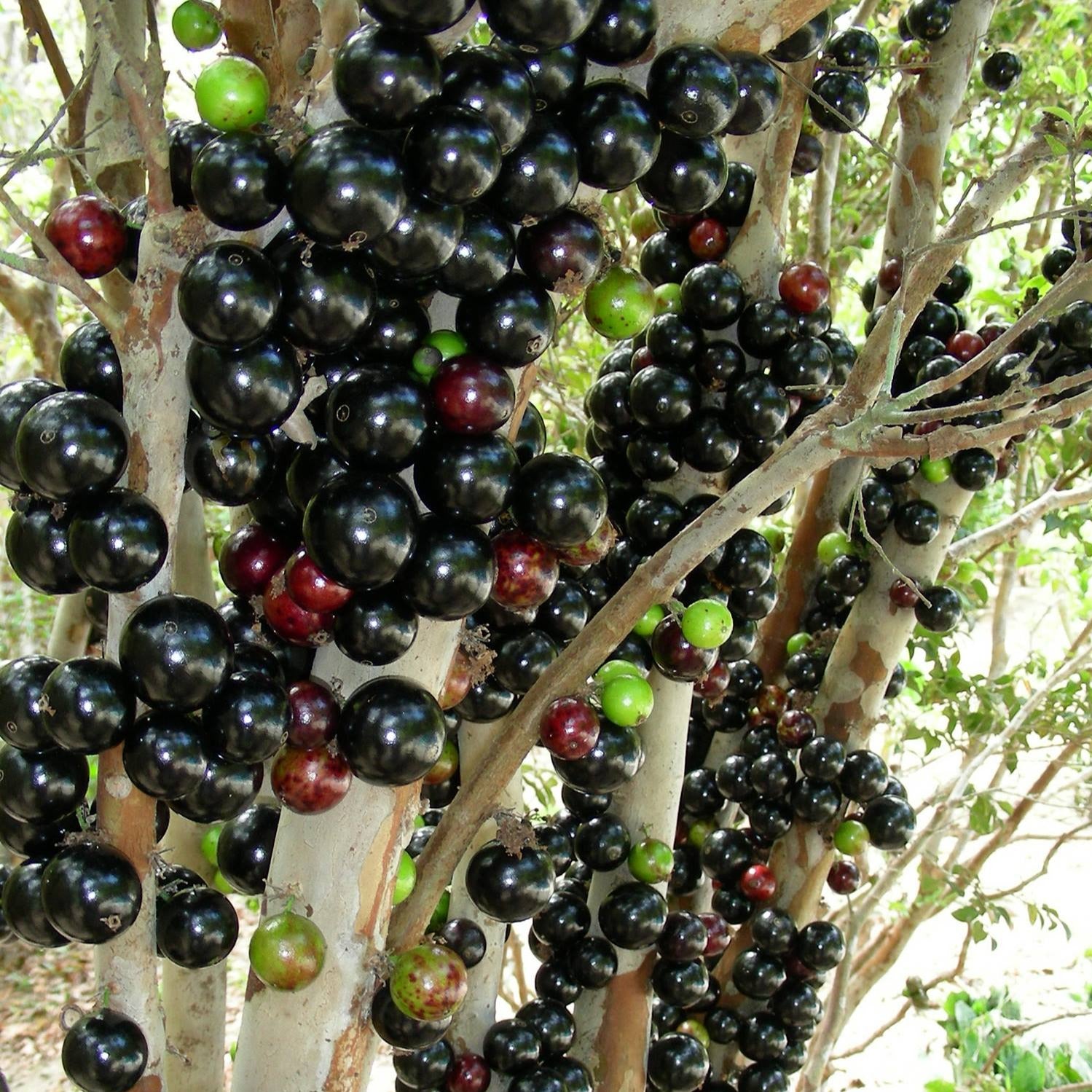 Jabuticaba-Plinia cauliflora-Tree Grape Seeds-Plantjoyfarm-