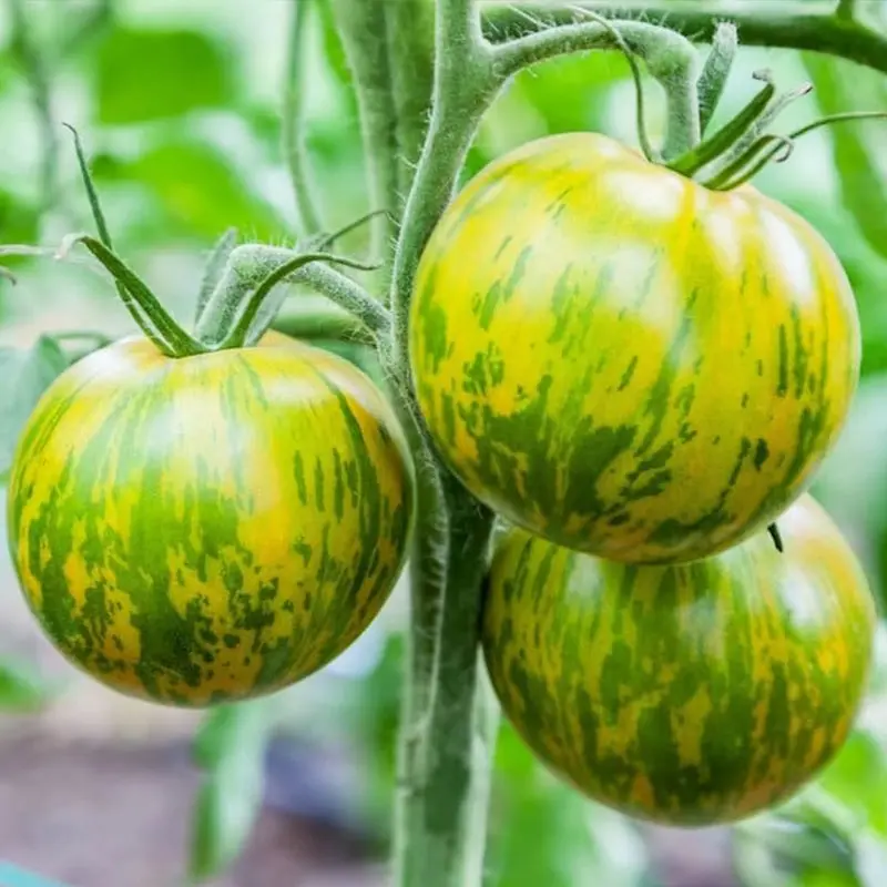 Green Zebra Tomatoes Seeds-Plantjoyfarm-
