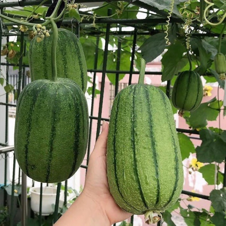 Apple Luffa Seeds-Plantjoyfarm-Vegetable Seeds,best selling