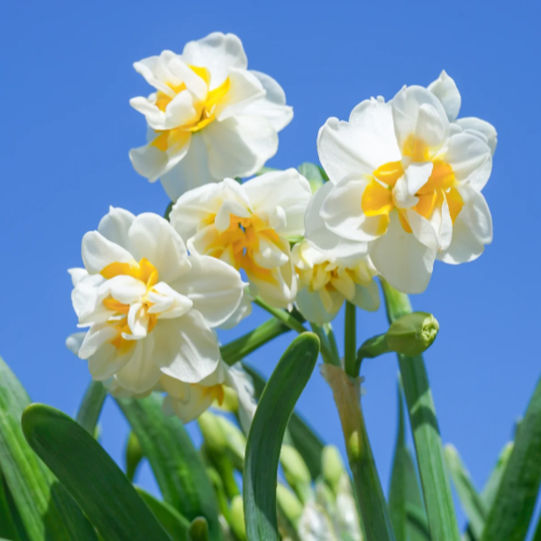 🌺White Purity - Third Generation Daffodils-Plantjoyfarm-best selling,Garden Seeds