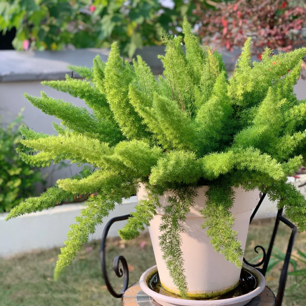 🦊Fox Tail-Plantjoyfarm-best selling,Garden Seeds