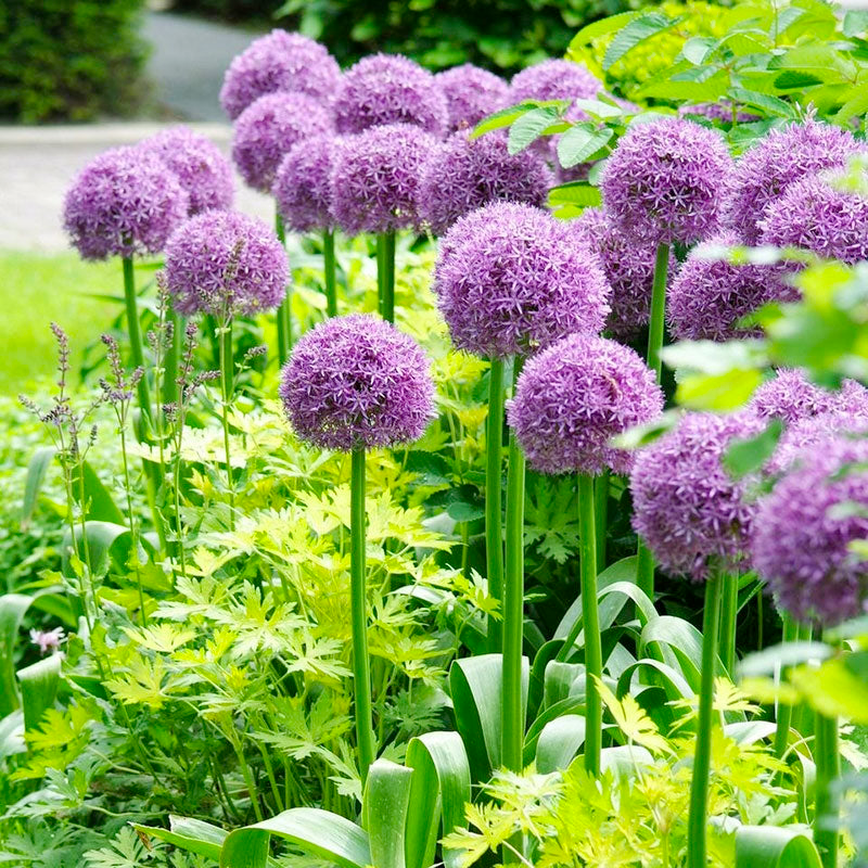 Allium Bulbs (Giant) - Giganteum-Plantjoyfarm-Flower Seeds,flower bulb