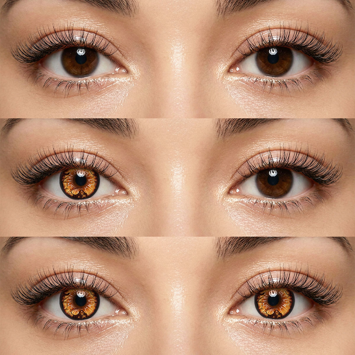 Akiwaii Ravenna Brown [Yearly]