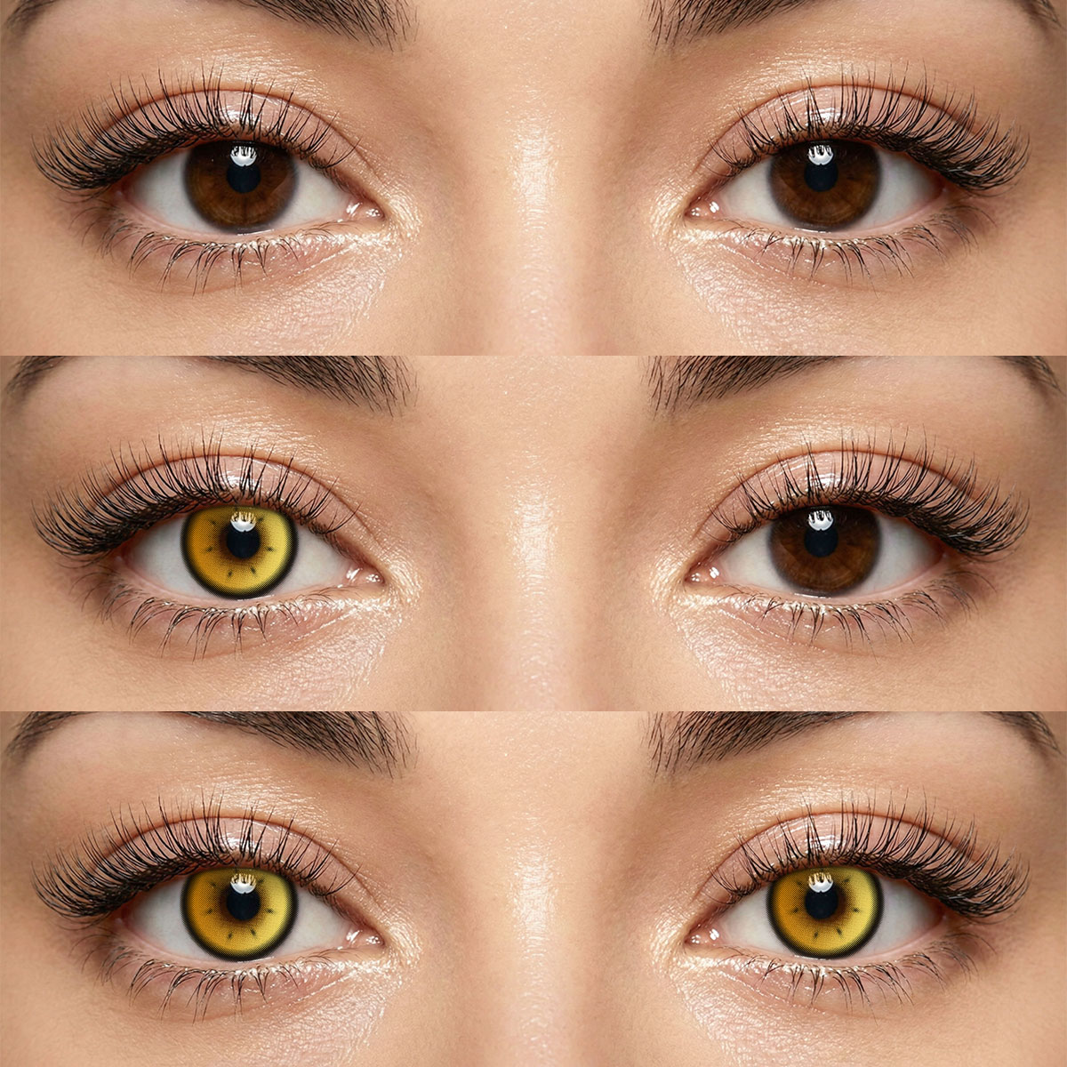 Akiwaii Luminate Brown[Yearly]