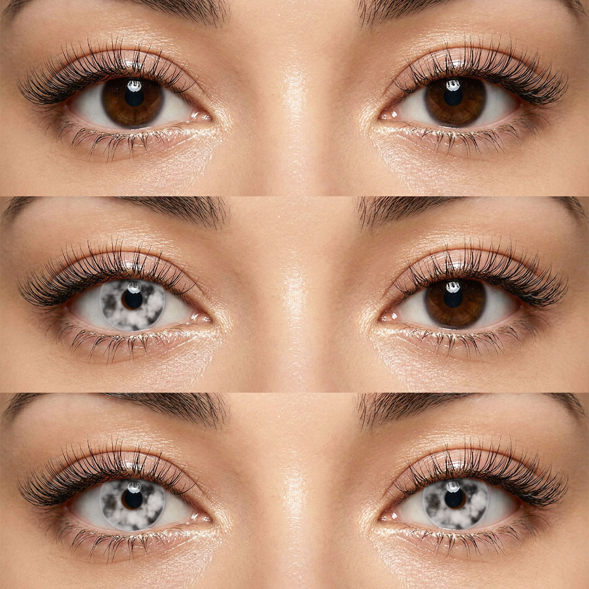 Akiwaii Blood Cell Black [Yearly]