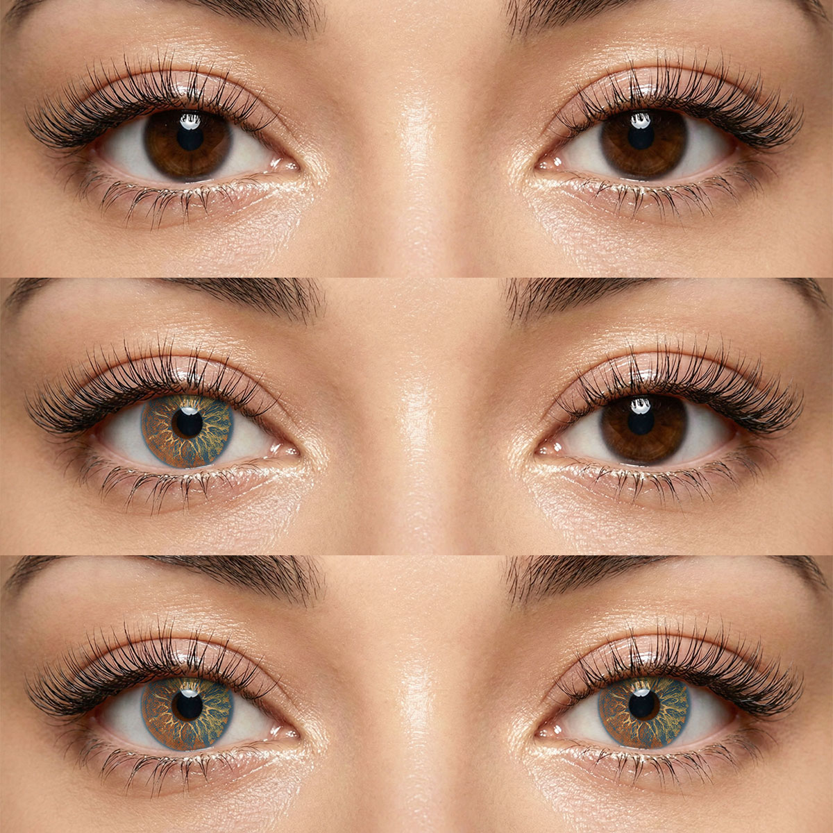 Akiwaii Orbit Brown[Yearly]