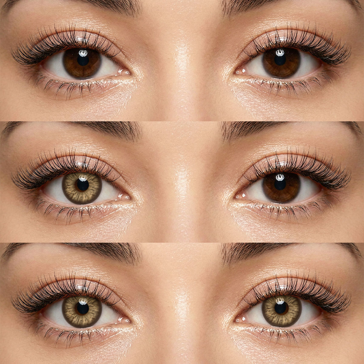 Akiwaii Attraction Brown[6-Month Wear]