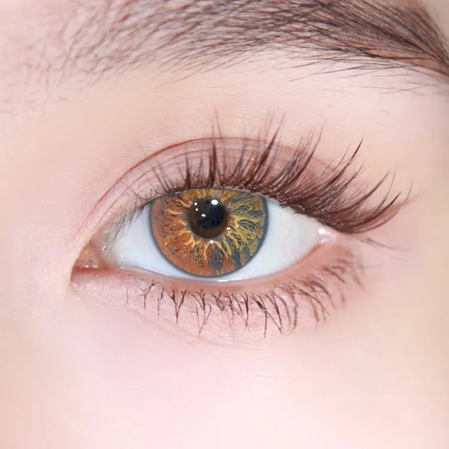 Akiwaii Orbit Brown[Yearly]