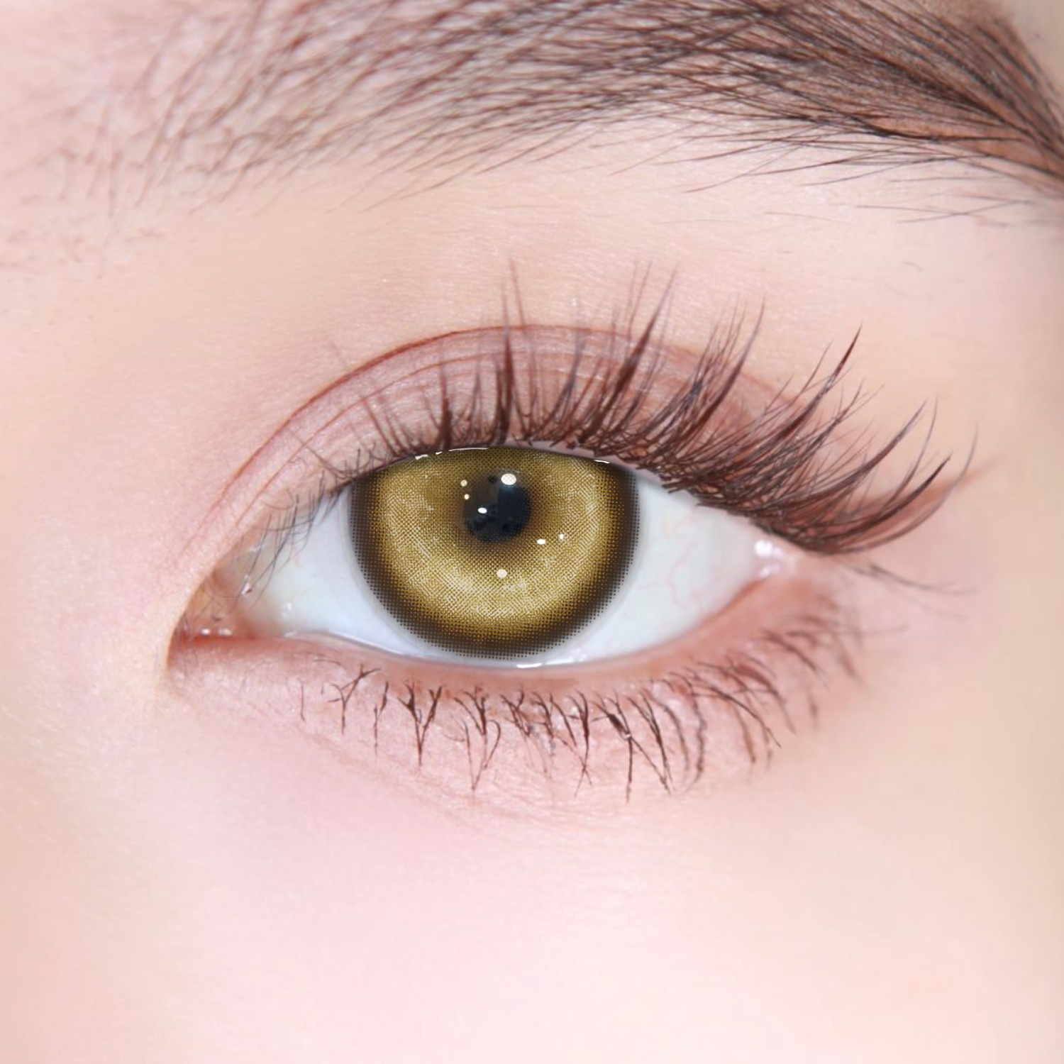 Akiwaii Koi Brown [Monthly]