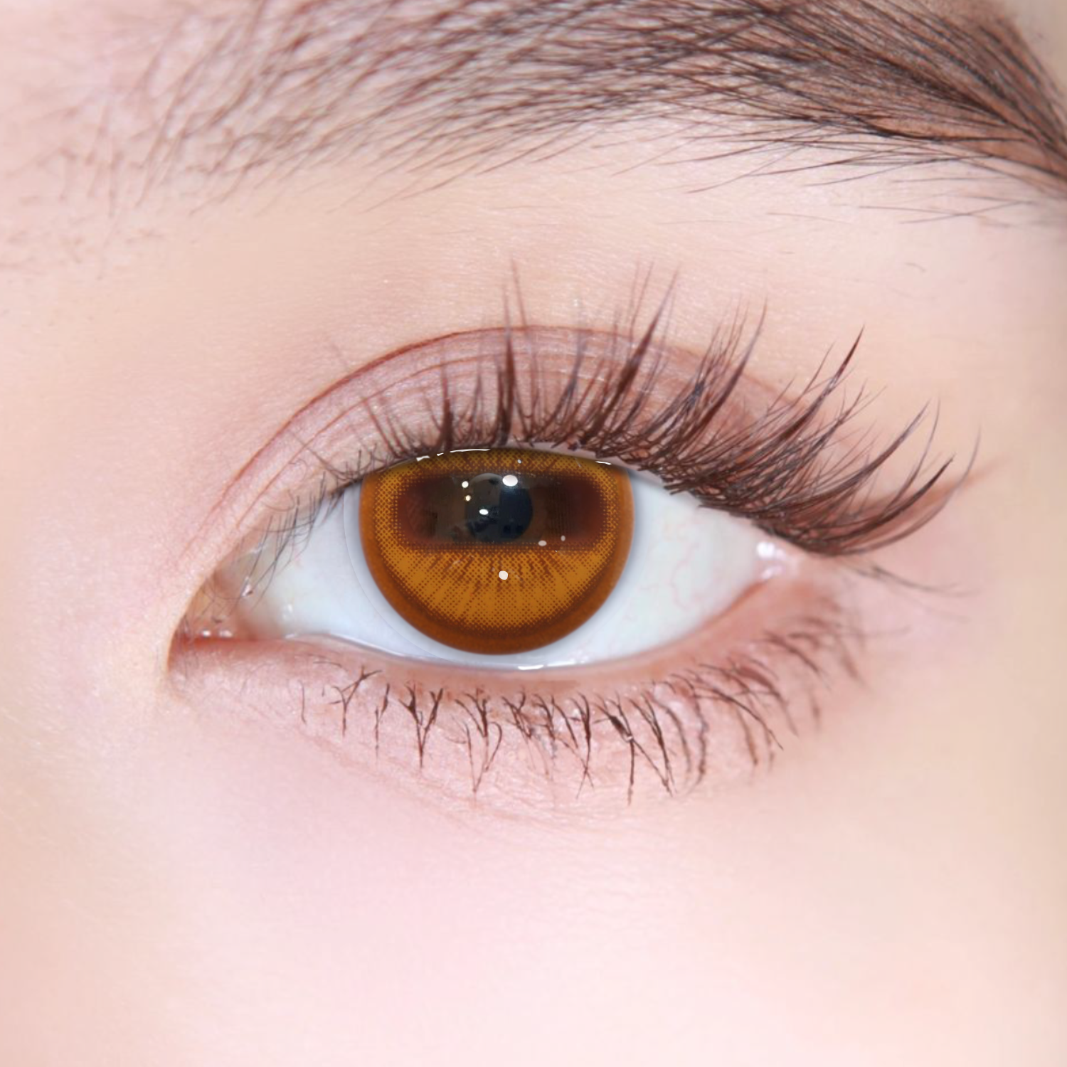 Akiwaii Goat Eye Brown [Yearly]