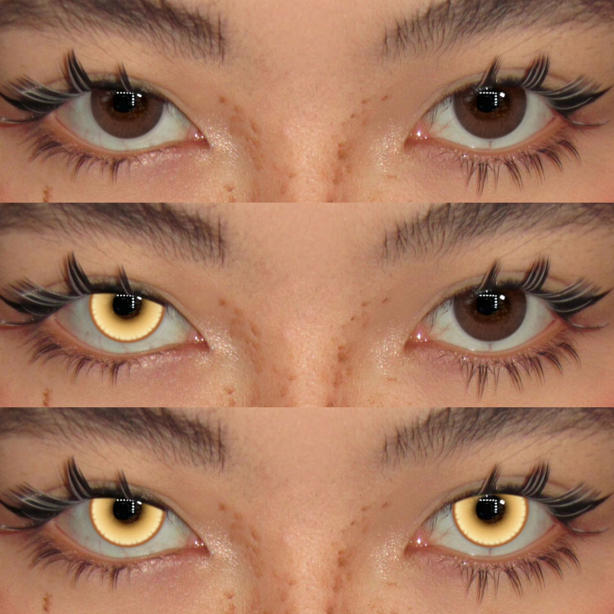 Akiwaii Stargleam Brown [Yearly]