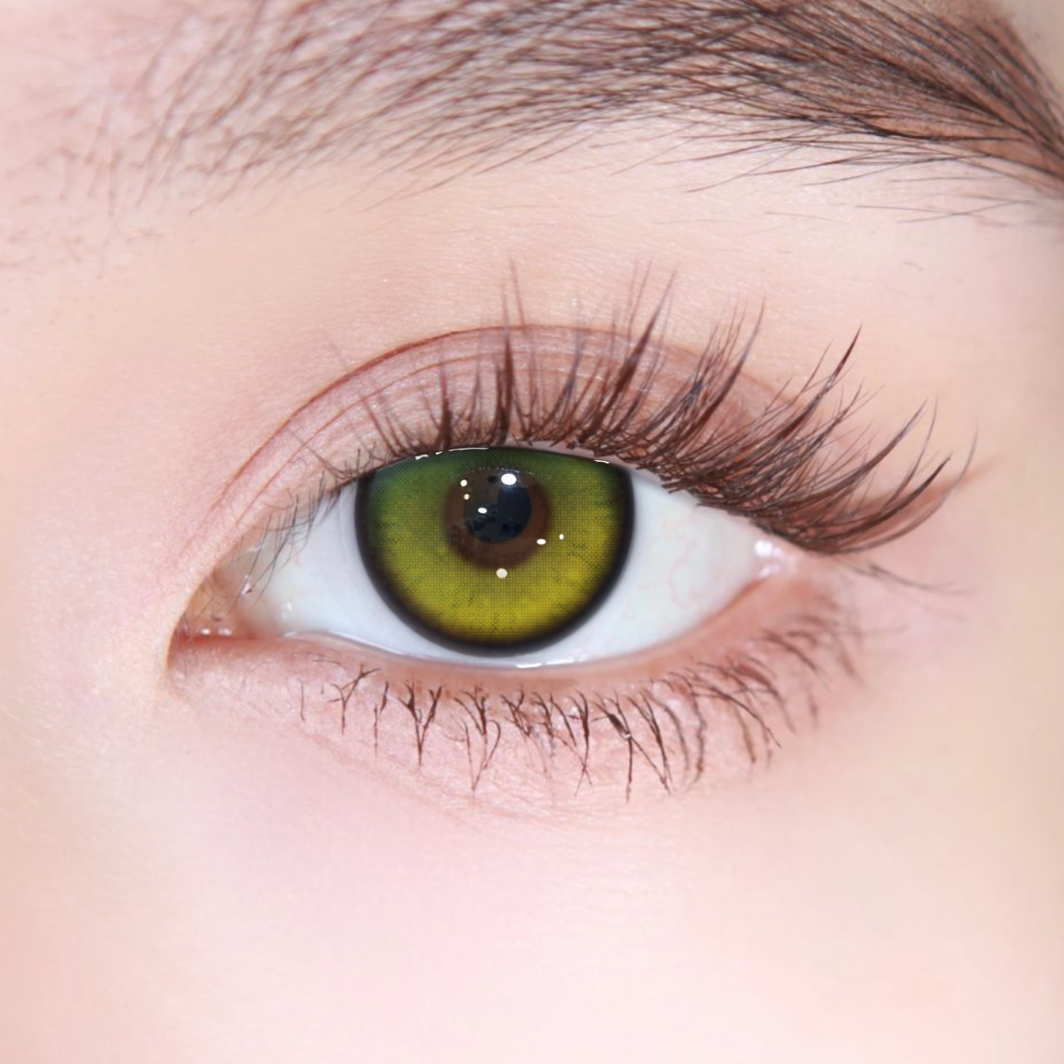 Akiwaii Nightis Brown[Yearly]