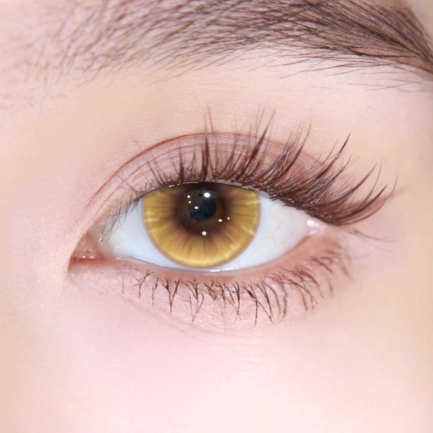 Akiwaii Limora Brown[Yearly]