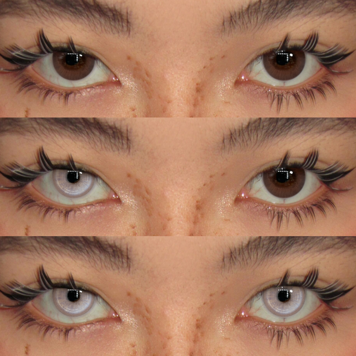 Akiwaii Golden Ray Brown [Yearly]