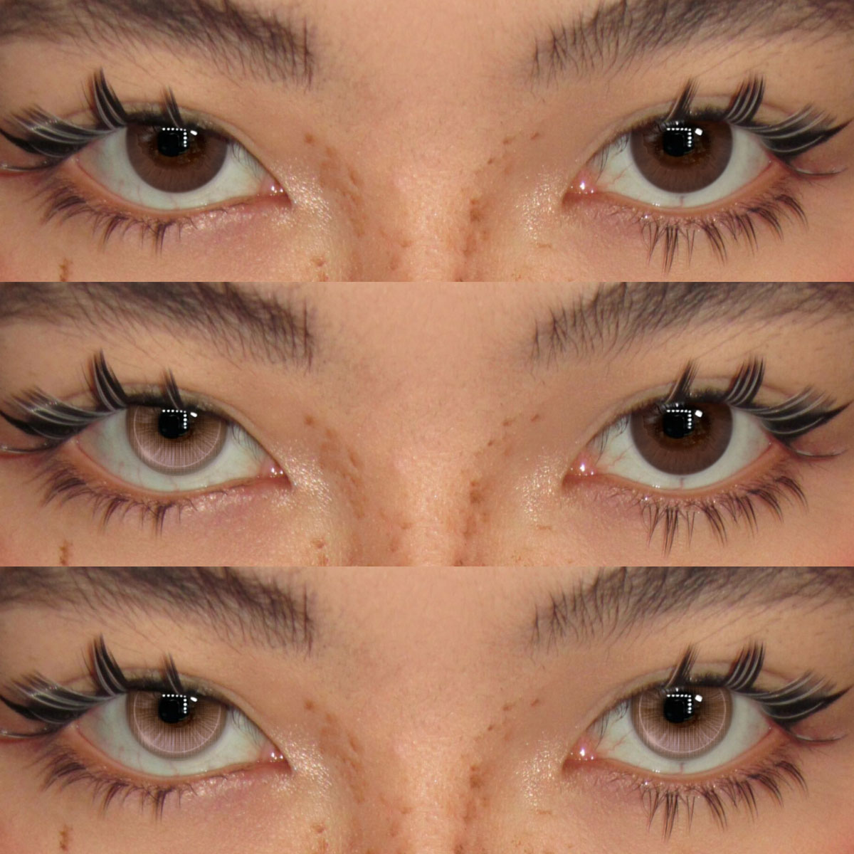 Akiwaii Glowline Brown [Yearly]