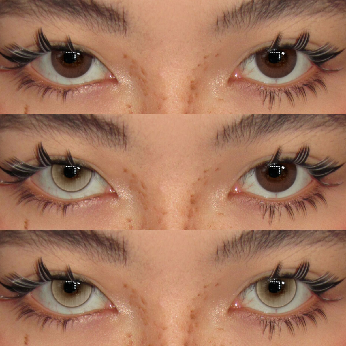 Akiwaii Shymera Brown [Yearly]