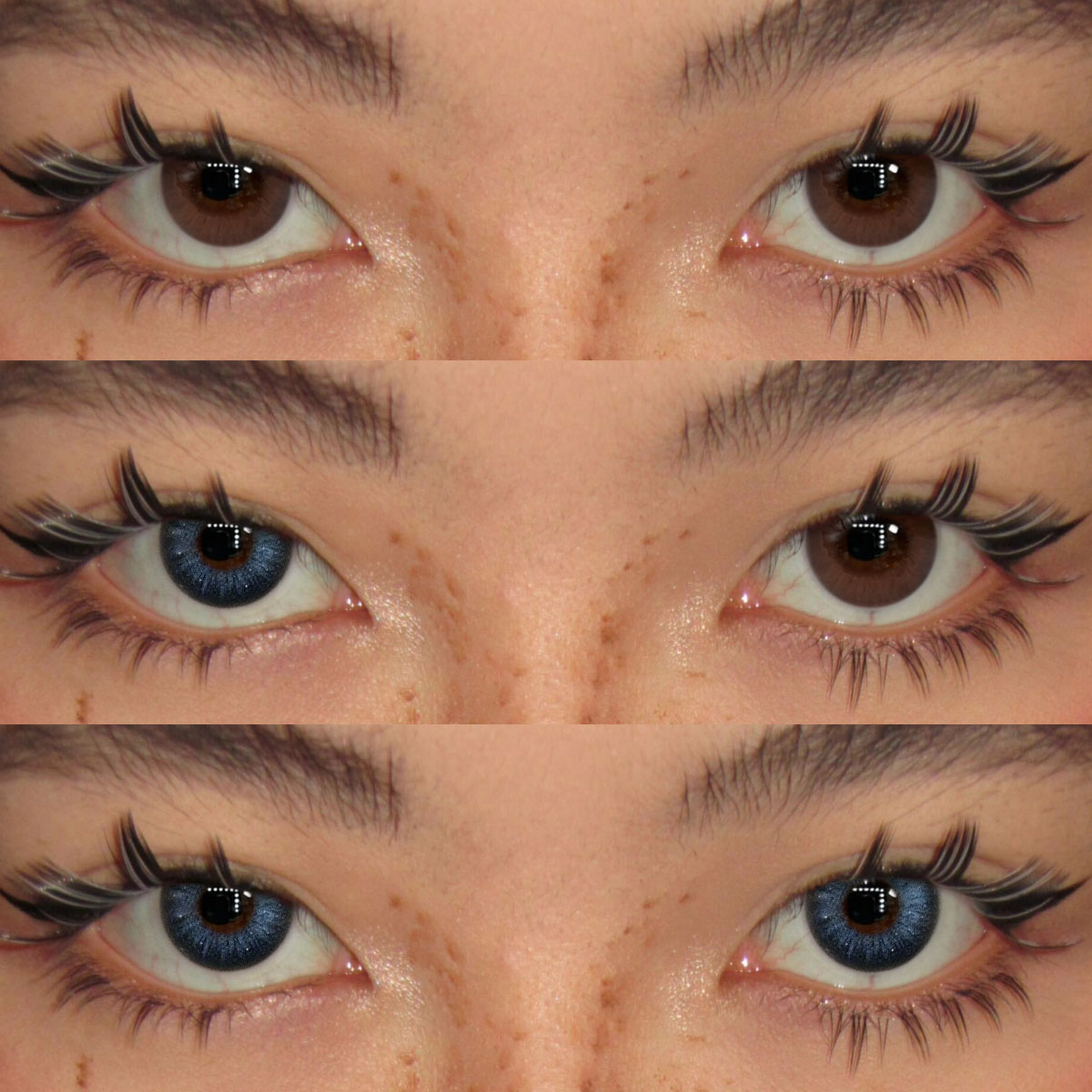 Akiwaii Veloria Blue [Yearly]